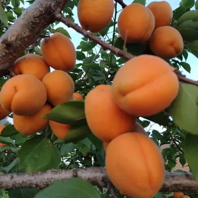 Абрикос ГОЛД РИЧ в Орле