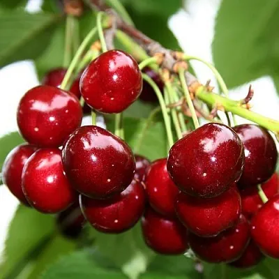 Черешня МИНЧАНКА  Черешня МИНЧАНКА в Орле