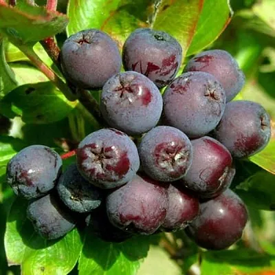 Рябина ЛИКЁРНАЯ сладкоплодная  Рябина ЛИКЁРНАЯ сладкоплодная в Орле