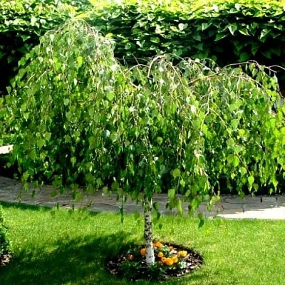 Береза  Береза в Орле