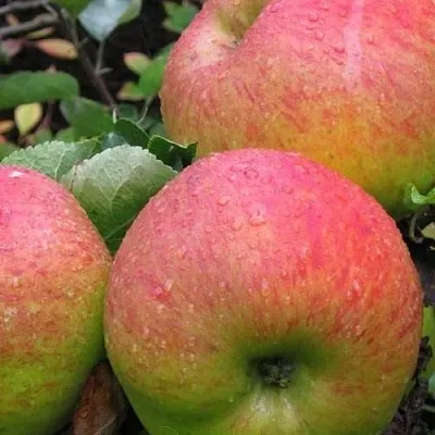 Яблоня ЯБЛОЧНЫЙ СПАС  Яблоня ЯБЛОЧНЫЙ СПАС в Орле