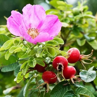 Шиповник   Шиповник  в Орле