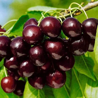 Черешня ВИТЯЗЬ  Черешня ВИТЯЗЬ в Орле