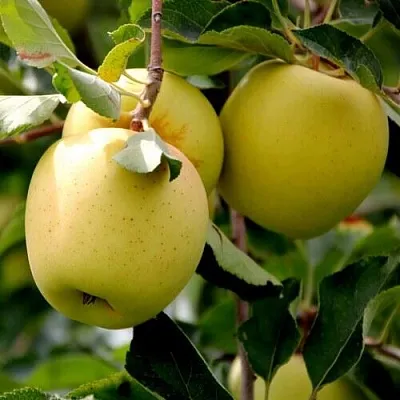 Яблоня ГОЛДЕН ВЛАДИМИРСКИЙ  Яблоня ГОЛДЕН ВЛАДИМИРСКИЙ в Орле