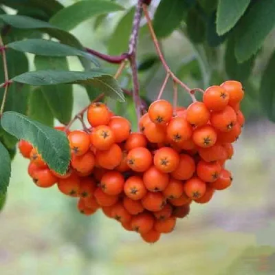 Рябина ВЕФЕД сладкоплодная  Рябина ВЕФЕД сладкоплодная в Орле