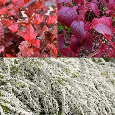 Комплект ЖИВАЯ ИЗГОРОДЬ в Орле