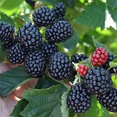 Ежевика ПОЛАР бесшипная  Ежевика ПОЛАР бесшипная в Орле