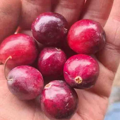 Клюква БАИН 6  Клюква БАИН 6 в Орле