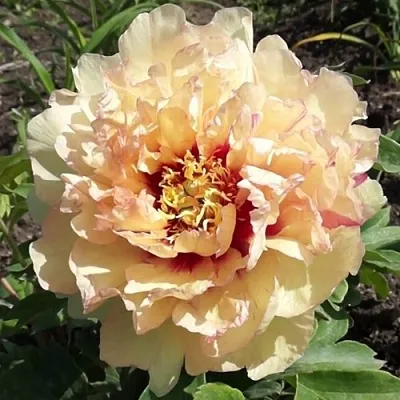 Пион КЕНАРИ БРИЛЛИАНТС ито-гибрид  Пион КЕНАРИ БРИЛЛИАНТС ито-гибрид в Орле