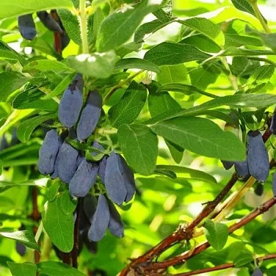 Жимолость съедобная ЛЕБЁДУШКА в Орле