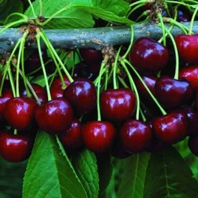 Черешня ВЕДА  Черешня ВЕДА в Орле