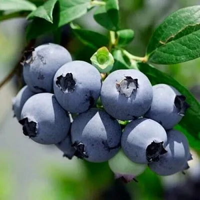 Голубика СИЕРРА в Орле