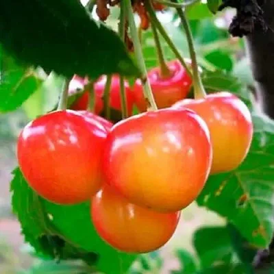 Черешня ДОНЧАНКА  Черешня ДОНЧАНКА в Орле