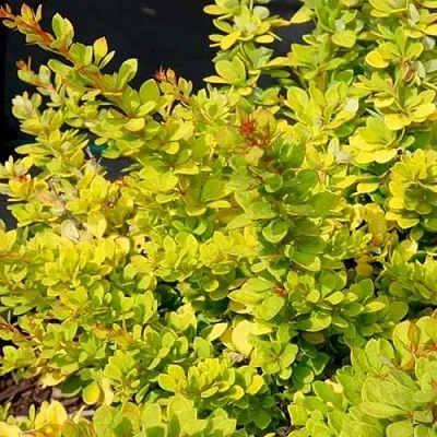 Барбарис СЕНСЕЙШЕН тунберга  Барбарис СЕНСЕЙШЕН тунберга в Орле