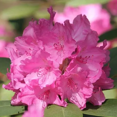 Рододендрон ЛУМИНА  Рододендрон ЛУМИНА в Орле