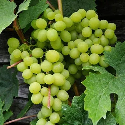 Виноград АЛЕШЕНЬКИН  Виноград АЛЕШЕНЬКИН в Орле