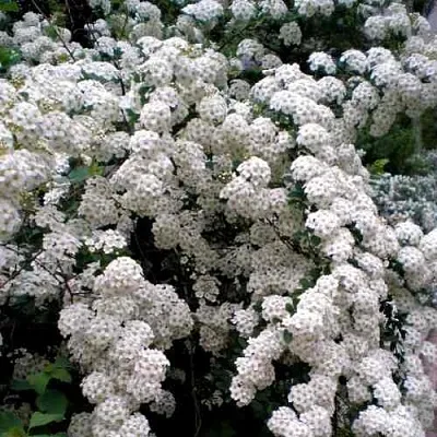 Спирея ВАНГУТТА  Спирея ВАНГУТТА в Орле