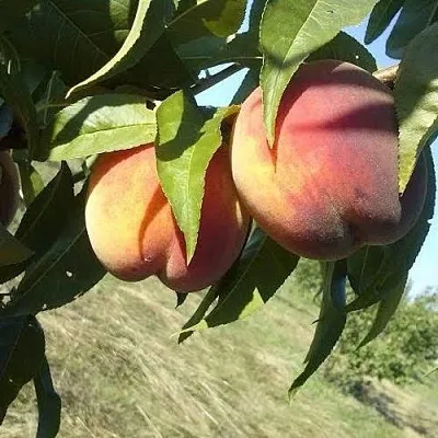 Персик СОФГАФЕН  Персик СОФГАФЕН в Орле