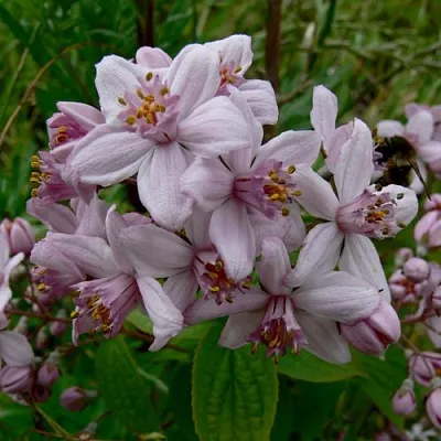 Дейция МОУНТ РОУЗ  Дейция МОУНТ РОУЗ в Орле