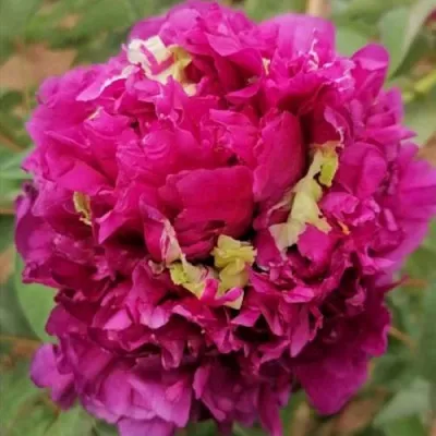 Пион ПОЛЕТ ЛАСТОЧКИ древовидный  Пион ПОЛЕТ ЛАСТОЧКИ древовидный в Орле