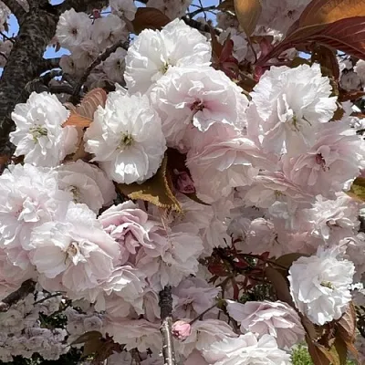 Сакура ШИРОФУГЕН в Орле