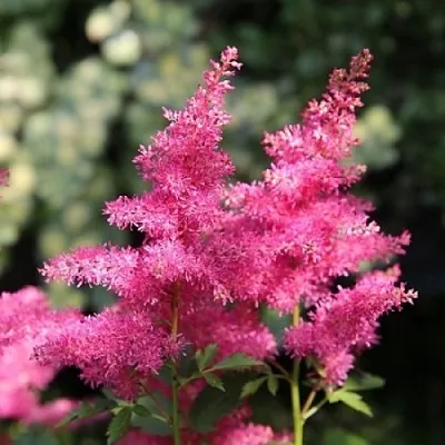 Астильба САННИ ДЕЙ гибридная  Астильба САННИ ДЕЙ гибридная в Орле