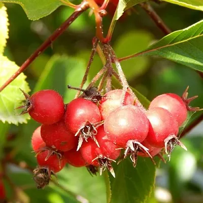 Боярышник ШАМИЛЬ  Боярышник ШАМИЛЬ в Орле