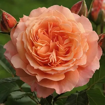 Саженцы роз БЕЛЬВЕДЕР шраб  Саженцы роз БЕЛЬВЕДЕР шраб в Орле