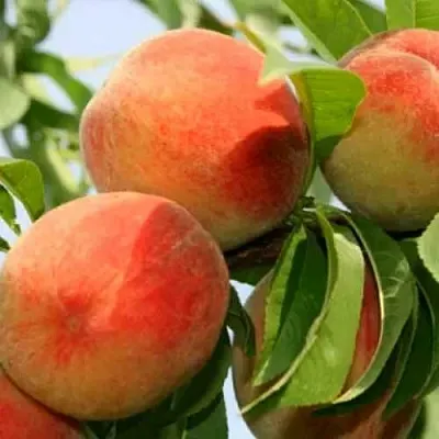 Персик ВАРДЕНИ  Персик ВАРДЕНИ в Орле