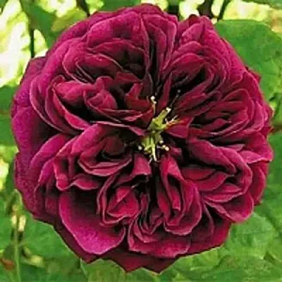 Саженцы роз ЗЕ ПРИНЦ английская  Саженцы роз ЗЕ ПРИНЦ английская в Орле