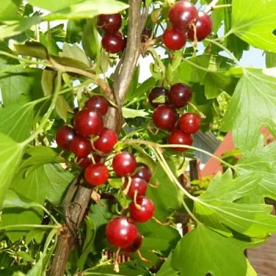 Смородина золотистая ВИШНЕВАЯ  Смородина золотистая ВИШНЕВАЯ в Орле