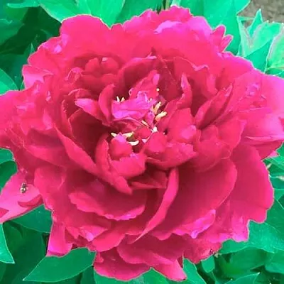 Пион ОСТРОВНОЙ МИНИСТР древовидный  Пион ОСТРОВНОЙ МИНИСТР древовидный в Орле