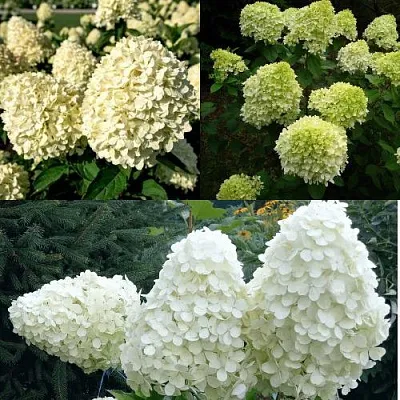 Комплект НЕЖНЫЙ КАПУЧИНО в Орле