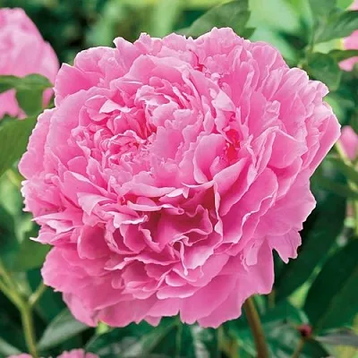 Пион МИСС ЭКХАРТ травянистый  Пион МИСС ЭКХАРТ травянистый в Орле