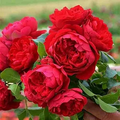 Саженцы роз ФЛОРЕНТИНА плетистая  Саженцы роз ФЛОРЕНТИНА плетистая в Орле