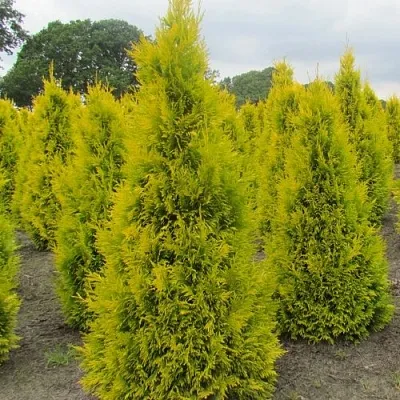 Туя САНКИСТ западная  Туя САНКИСТ западная в Орле