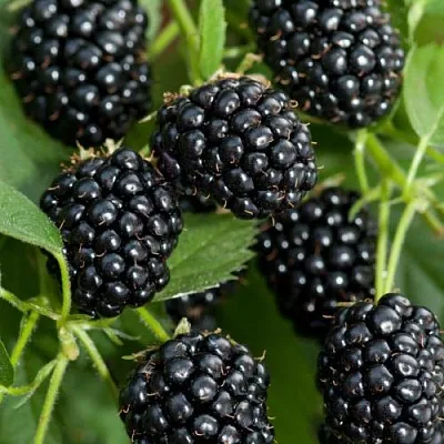 Ежевика АГАВАМ  Ежевика АГАВАМ в Орле