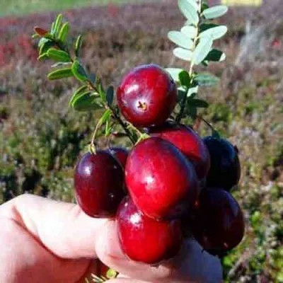 Клюква СТАНКОВИЧ  Клюква СТАНКОВИЧ в Орле