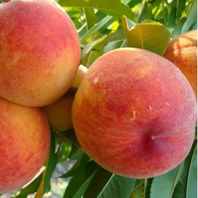 Персик ДИВНЫЙ  Персик ДИВНЫЙ в Орле