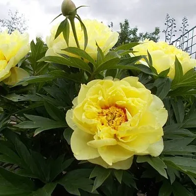 Пион БАРЦЕЛЛА ито-гибрид  Пион БАРЦЕЛЛА ито-гибрид в Орле