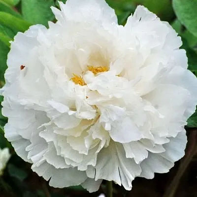 Пион БЕЛЫЙ СНЕГ древовидный  Пион БЕЛЫЙ СНЕГ древовидный в Орле