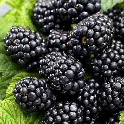 Ежевика БЖЕЗИНА бесшипная  Ежевика БЖЕЗИНА бесшипная в Орле