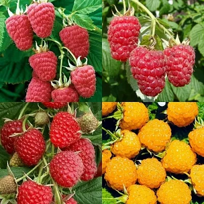 Комплект МАЛИНОВОЕ АССОРТИ в Орле