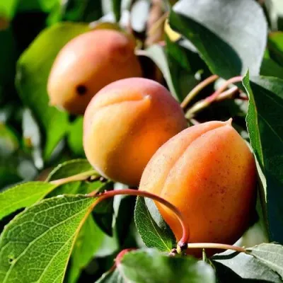 Абрикос БАЙ — описание сорта Абрикос БАЙ в Орле