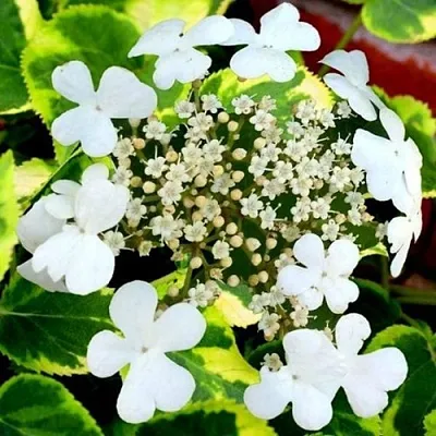 Гортензия МИРАНДА черешковая  Гортензия МИРАНДА черешковая в Орле