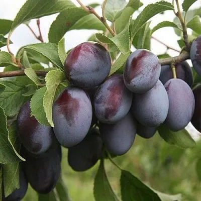 Слива РЕНКЛОД  Слива РЕНКЛОД в Орле