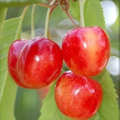 Черешня МЕДУНИЦА  Черешня МЕДУНИЦА в Орле