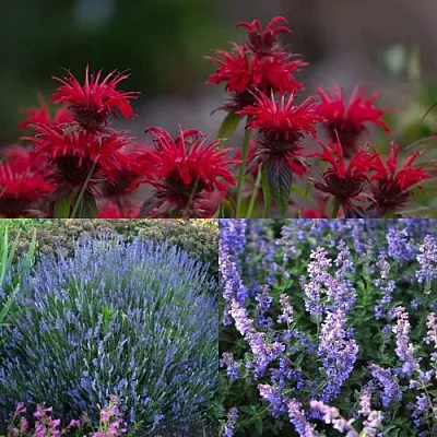 Комплект АРОМАТНЫЙ ЧАЙ в Орле