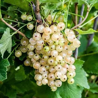 Смородина белая БЕЛАЯ ПОТАПЕНКО  Смородина белая БЕЛАЯ ПОТАПЕНКО в Орле