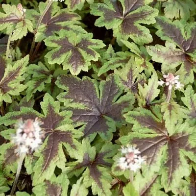 Гейхера ШУГА ЭНД СПАЙС  Гейхера ШУГА ЭНД СПАЙС в Орле